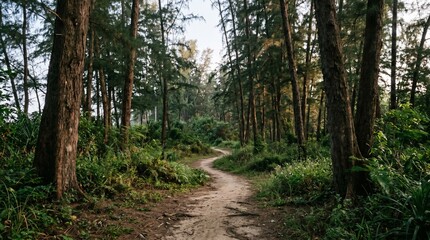 Fototapeta premium A serene, winding dirt path carved through a lush tropical pine forest with tall trees and dappled sunlight filtering through the canopy, creating a peaceful woodland scene for hiking.