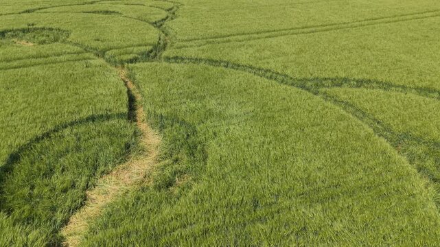 Aerial footage of a mysterious, intricate, geometric crop art, crop circle formation in a barley field near King Alfred's Tower, Jack's Castle Plantation, Somerset, England, UK; 8 May 2026