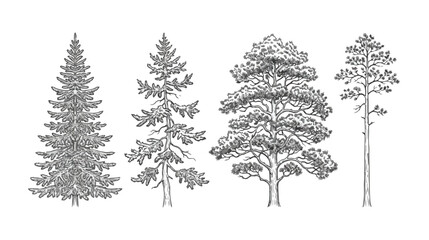 Vintage hand drawn pine trees set, black and white sketch of 4 coniferous evergreen tree vectors, rustic forest botanical illustrations © I'm_coming