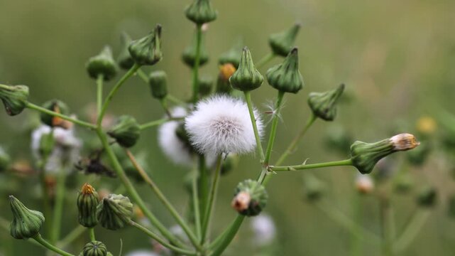 Fluffy white sow thistle seeds swaying gently in the wind