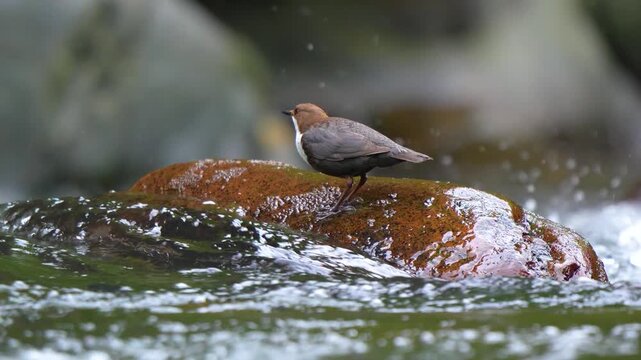 Wild White-throated Dipper (Cinclus cinclus) foraging and dipping its head in a fast-flowing river