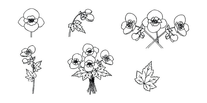 Elegant floral collection of hand drawn outline begonia flowers bouquets and leaves botanical sketch vector illustration.