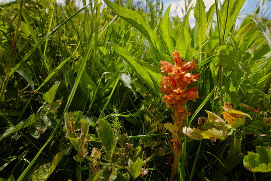 Barnack, Cambridgeshire, England, UK - June 16 2026: Barnack Hills and Holes Nature Reserve, Close up of a small parasitic Knapweed Common Broomrape flower