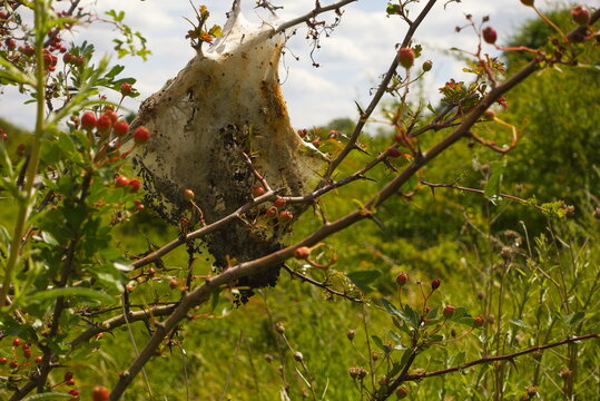 Barnack, Cambridgeshire, England, UK - June 16 2026: Barnack Hills and Holes Nature Reserve - Communal nest of Brown-tail Moth caterpillars on a Hawthorne or Rose hips bush with some sneeky Brown-tail
