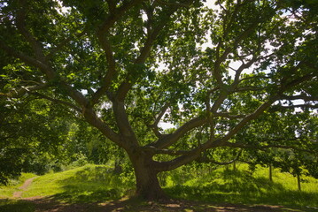 Fototapeta premium Barnack, Cambridgeshire, England, UK - June 16 2026: Barnack Hills and Holes Nature Reserve - Ancient tree going in all directions providing much needed shade from the hot summer sun