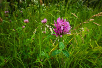 Fototapeta premium Barnack, Cambridgeshire, England, UK - June 16 2026: Barnack Hills and Holes Nature Reserve - Close up of a red clover or Trifolium pratense wildflower in the Barnack meadow