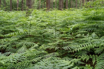 Lush green ferns grow in a dense forest under soft light during a calm afternoon in summer © Ulrich
