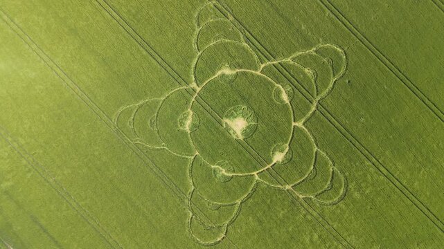 Aerial footage of a mysterious, intricate, geometric crop art, crop circle formation in a barley field near King Alfred's Tower, Jack's Castle Plantation, Somerset, England, UK; 8 May 2026
