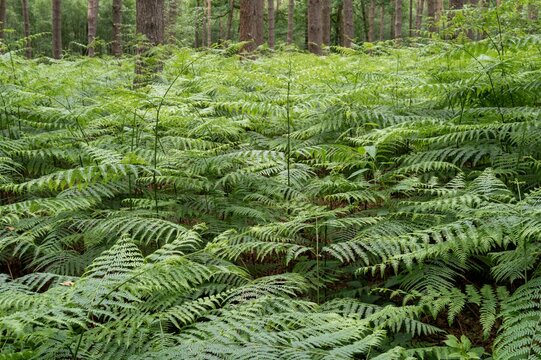 Lush green ferns grow in a dense forest under soft light during a calm afternoon in summer