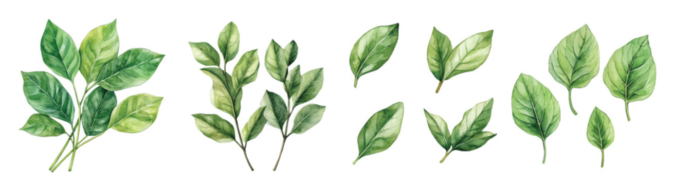 Collection of yerba santa leaf paintings, Minimal yet artistic elements for creative designs. hand-drawn paint, Simple Illustration, A beautiful painting isolated on a white background, plant set