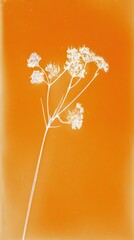 Obraz premium Delicate floral silhouette art.