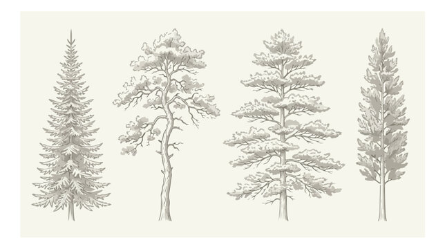 Vintage hand drawn pine trees collection, set of 4 evergreen conifer sketches, botanical forest tree illustrations in engraving style