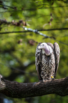 A Ruppell's vulture perched on a thick tree branch with a green blurred background.