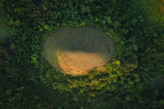 Aerial view of the Chocolate Hills featuring a conical mound covered in brown grass surrounded by dense tropical forest in Batuan, Central Visayas, Philippines.