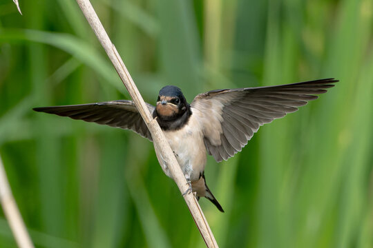 Barn swallow fledgling stretching both wings wide open on a reed
