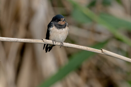 Fluffy barn swallow fledgling sitting on a dry reed stem