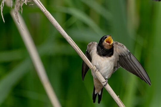Hungry barn swallow fledgling begging for food with wide open yellow beak