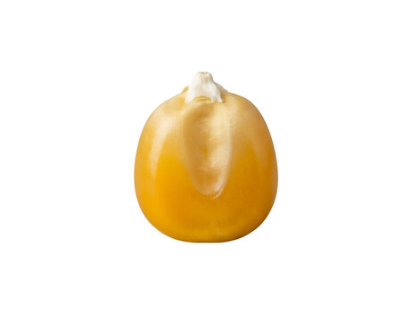 Golden popcorn kernel macro, single dried corn seed for cooking, organic yellow maize grain for food industry and agriculture isolated on Transparent Background