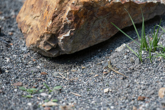 Small lizard ophisops elegans basking on gray gravel near a big stone.  Detailed close up of a wild little lizard camouflaged on a rocky ground in summer.