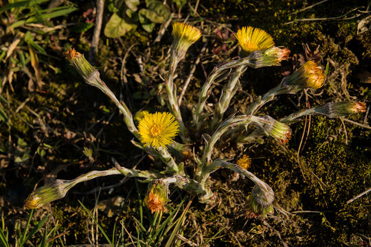 Closeup of sunny bright yellow coltsfoot flowers in spring, tussilago farfara 