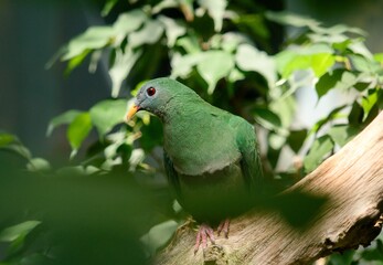 Obraz premium Black-chinned fruit dove