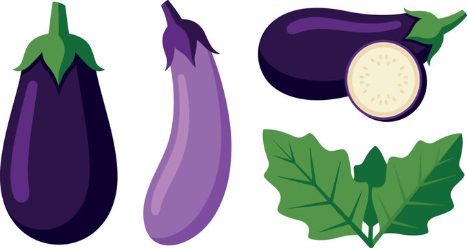 Fresh Purple Eggplant Aubergine Vector Illustration Set with Long Brinjal, Cross Section Slices, and Green Leaves for Food and Agricultural Designs
