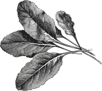 Sorrel leaves herb vintage linework ink sketch hand drawn pen drawing vector illustration vector svg