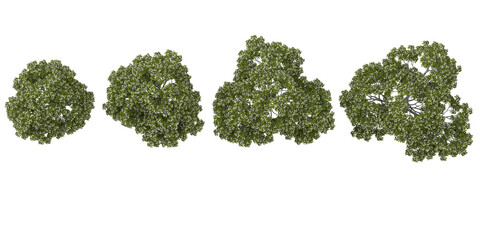 Fototapeta premium Collection of Catalpa plants on transparent background from the top view