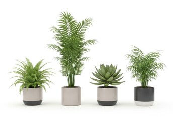 Fototapeta premium Four green indoor fern plants in square pots on a shelf isolated on white background