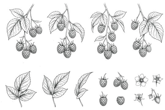 Botanical black-and-white illustration of raspberry plants and leaves showcasing detailed botanical linework for educational and scientific design