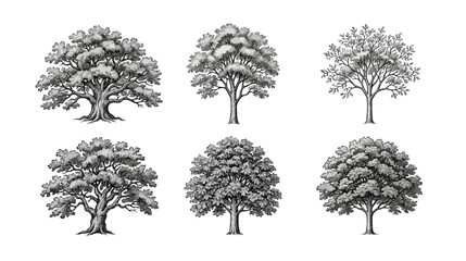 Fototapeta premium Vintage oak tree sketches, set of 6 hand drawn deciduous trees, black and white engraved forest botanical vector illustrations for landscape design