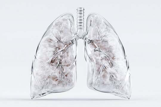 Transparent glass lungs with detailed bronchioles and alveoli against a clean white background.