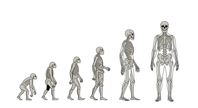 Scientific illustration depicts the evolution of man from primitive primates to modern humans using skeletal bone structures.