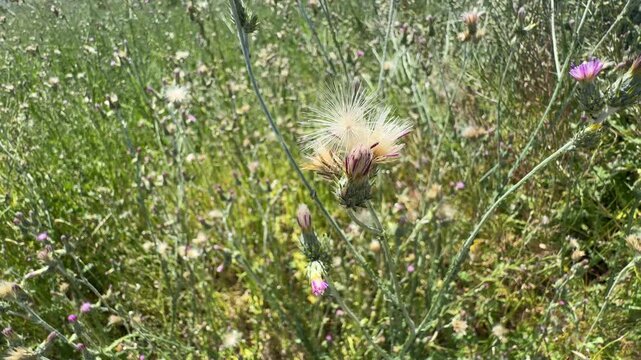 Beautiful Centaurea iberica knapweed seed head fluffy pappus blooming in a sunny field. Close-up of wild thistle seeds with green meadow grass, capturing seasonal botanical textures in summer nature.