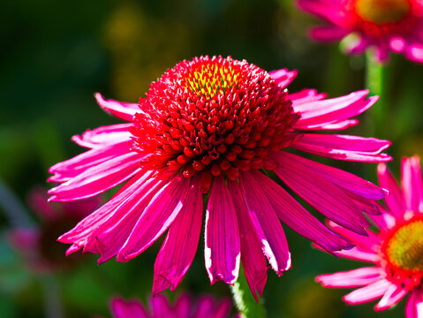 Echinacea