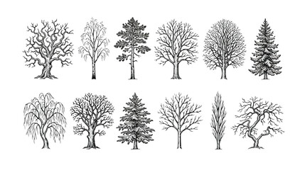 Vintage hand drawn trees collection, 12 detailed botanical sketches of deciduous and coniferous species, black ink engraving vector set for landscape design © Ahmad