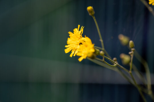 Yellow hawkweed flowers blooming in natural sunlight