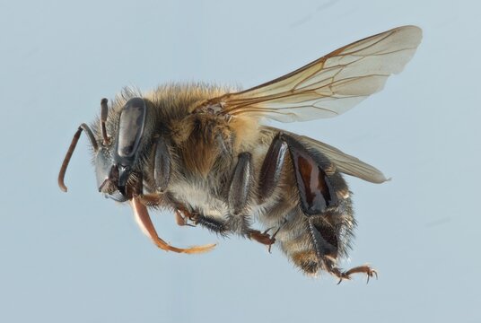 Melipona costarricensis