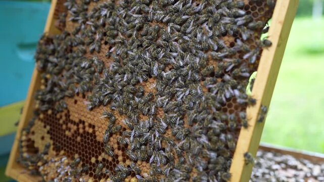 bees on a beehive, a hive of bees, wooden