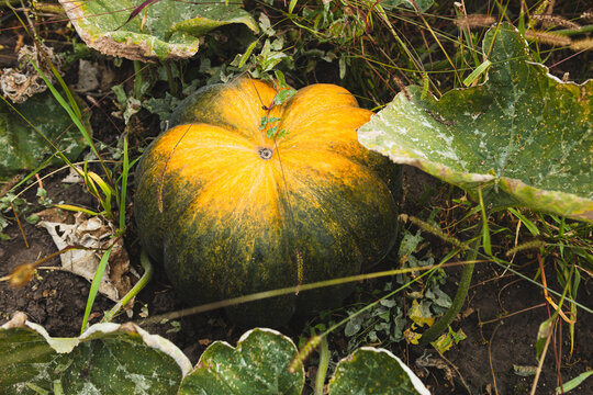 one pumpkin on the field