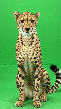 Cheetah Poses on Green Screen Background - A majestic cheetah sits attentively against a solid green screen backdrop.