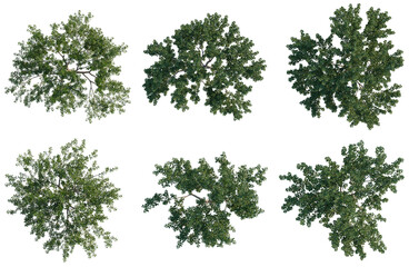 Fototapeta premium Prunus salicina tree plan, top view, cutout, transparent background, isolate, Set of Green Trees Canopy Isolated on Transparent Background - Ideal for Landscape Design and Game Assets
