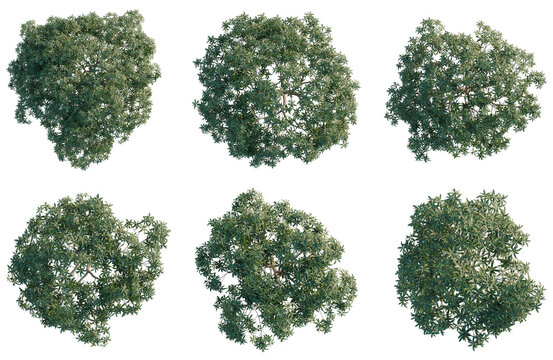 Mangifera indica tree plan, top view, cutout, transparent background, isolate, Six aerial views of lush green trees with detailed foliage on a black background