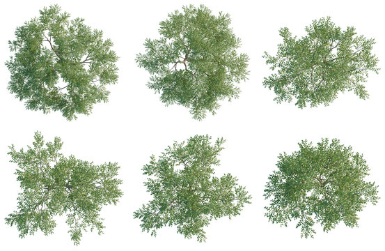 Ziziphus jujuba tree plan, top view, cutout, transparent background, isolate, Set of Tree Canopies for Landscape Design and Game Development - Aerial View