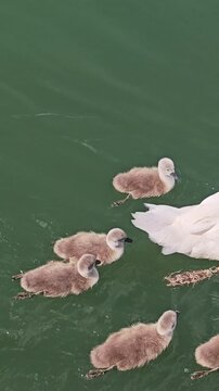 Vertical 4K top-down shot of fluffy mute swan cygnets swimming in green water, following their mother. Adult swan's tail and webbed feet paddling underwater are clearly visible. Smooth 60fps.