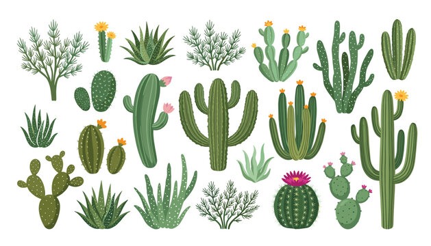 Desert cactus and succulent plant vector icon set. Saguaro, agave, prickly pear, aloe, flowers, thorns, bushes and botany.