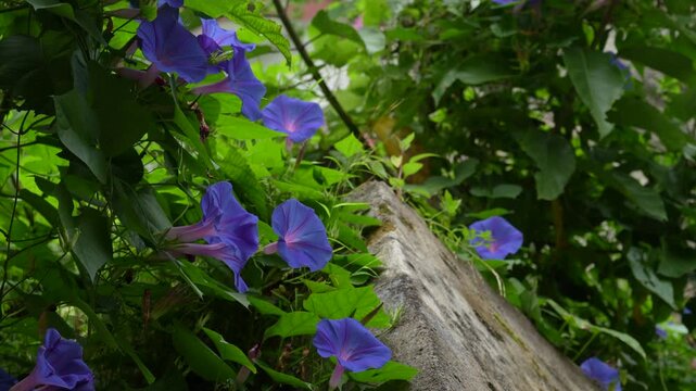 4K close up of blue Ipomoea indica morning glory flowers swaying in the wind