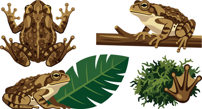 Toad and Frog Vector Illustration Set with Amphibian Top View Sitting on Branch Tropical Leaf and Footprint for Nature and Education Designs