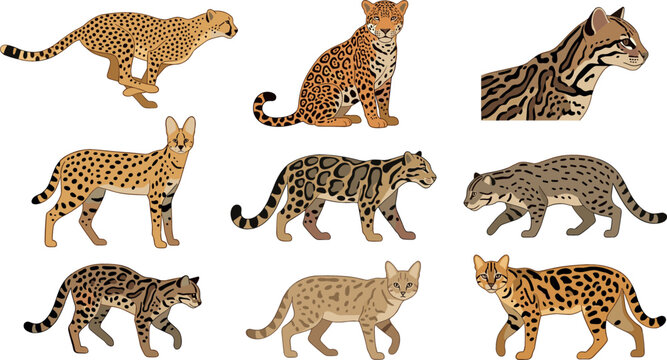 Wild exotic small spotted big cats vector character set featuring cheetah jaguar ocelot serval clouded leopard fishing cat isolated on white background