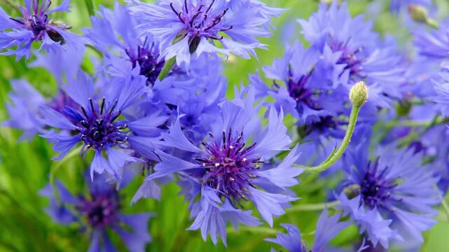 A close-up of a bouquet of blue cornflowers outdoors. Wildflowers. Horizontal video.
